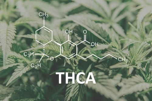 THCA, THCA Guide