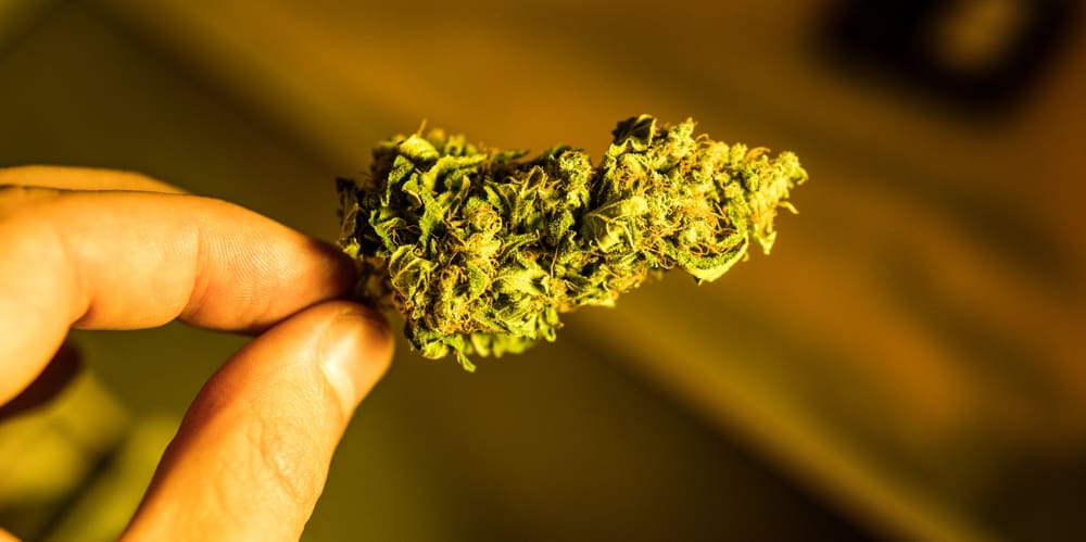 Cannabis Strains, Hemp Strains, Strains, Terpenes, Cannabinoids, Indica, Sativa, Hybrid