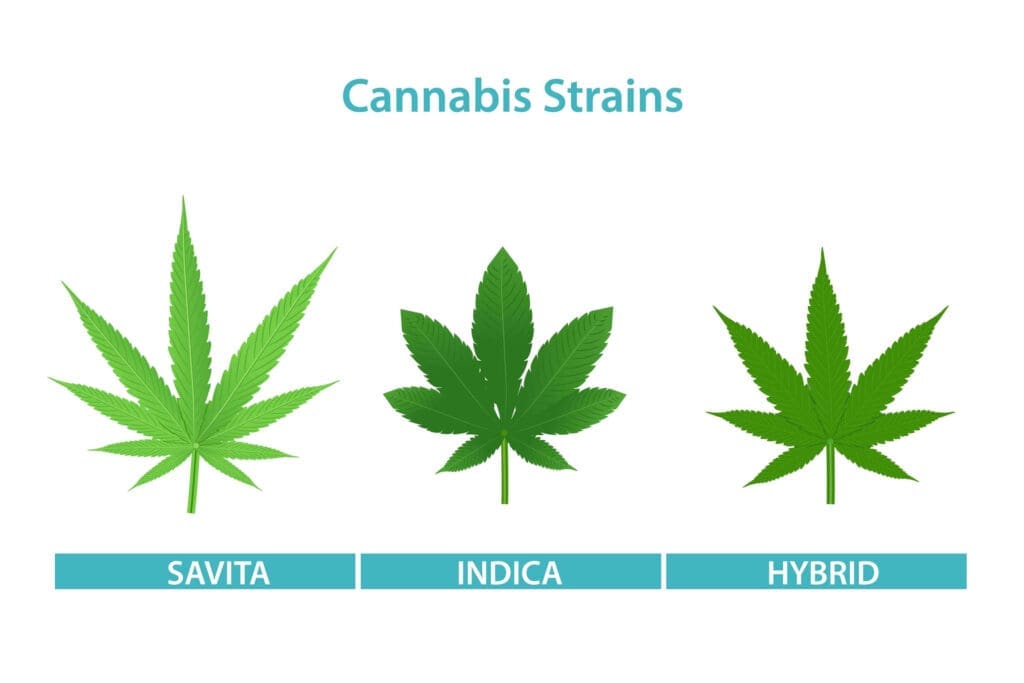 The “Big 3” of Strains Everyone Should Know | Friendly Hemp
