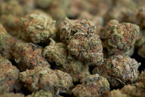 Grand Daddy Purple Genetics