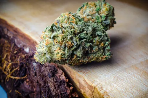 girl scout cookies genetics and appearance