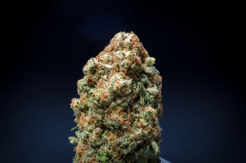 Pineapple Express Genetics and Appearance | Friendly Hemp