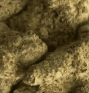 Pink Rozay Genetics and Appearance