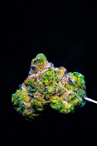 Sherbet Genetics and Appearance
