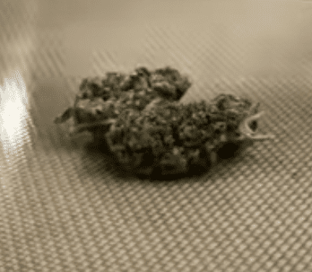 Sticky Buns Genetics and Appearance | Friendly Hemp