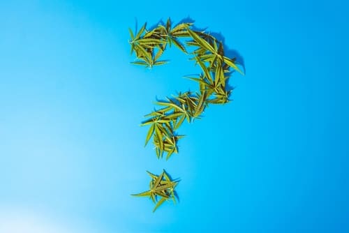 Friendly hemp leaves