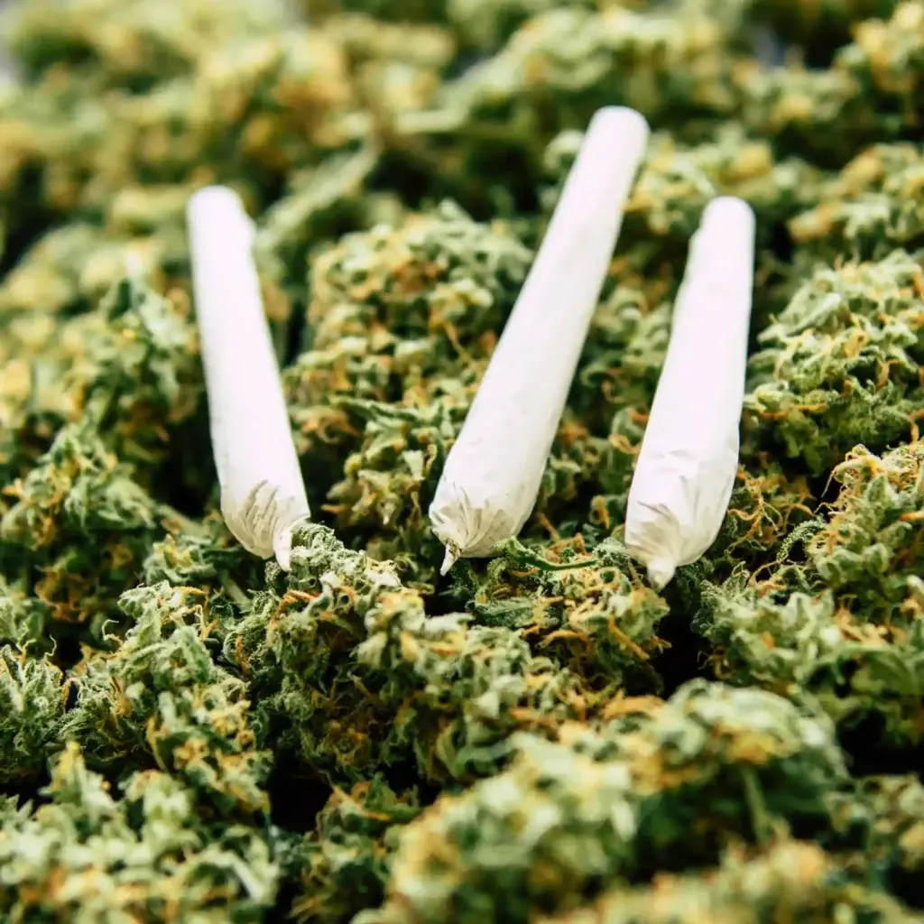 best prerolls for beginners