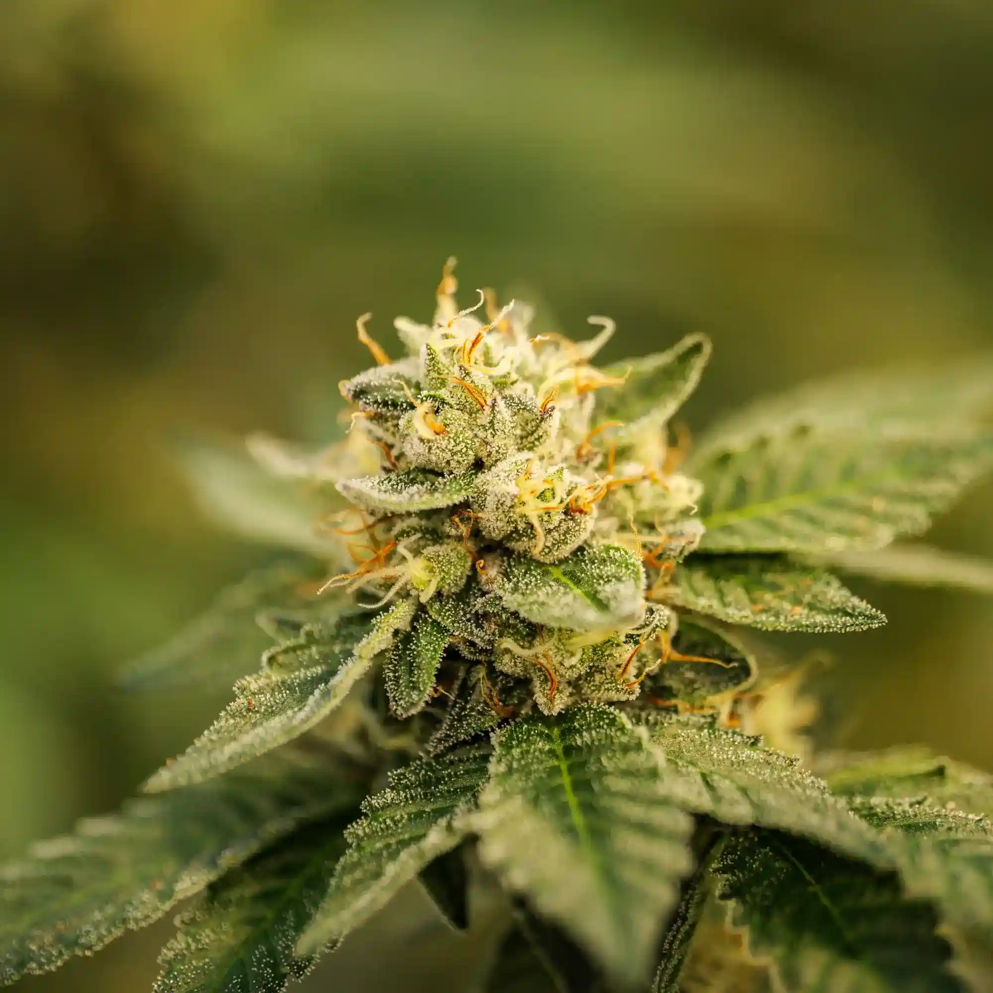 Delta-8 THC in California