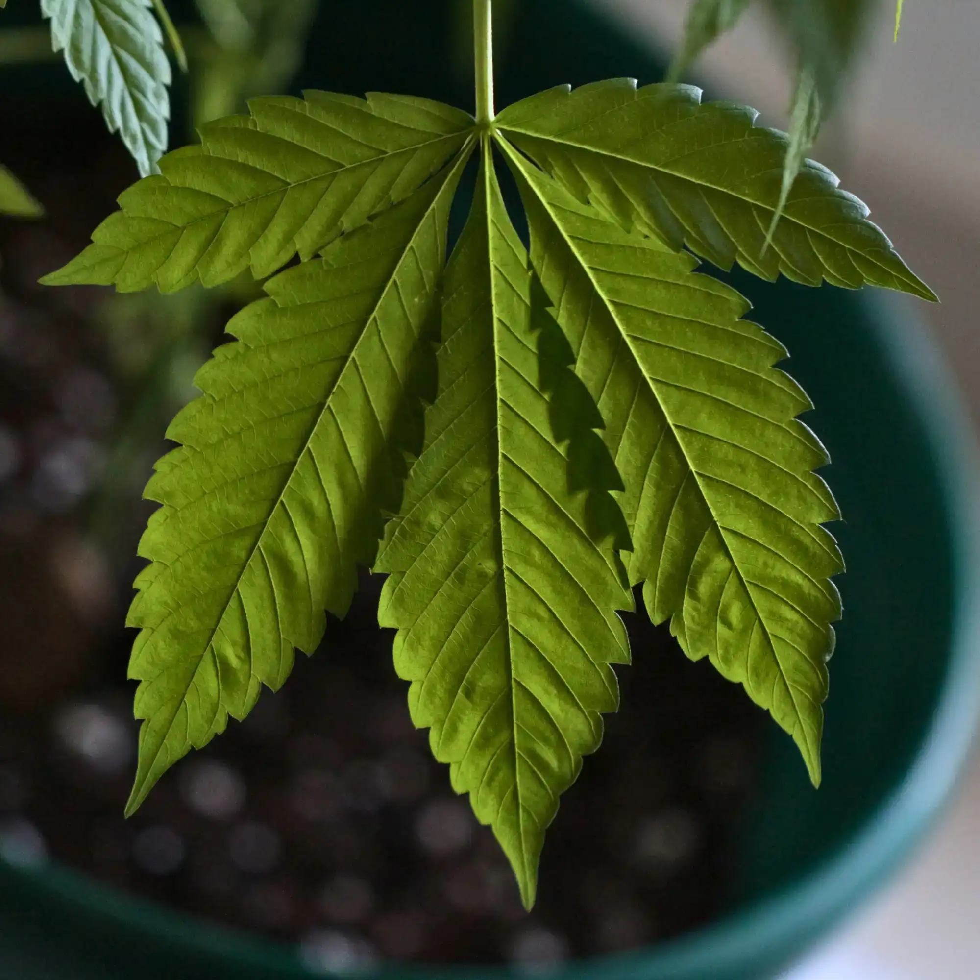 Is THCa Legal in Pennsylvania