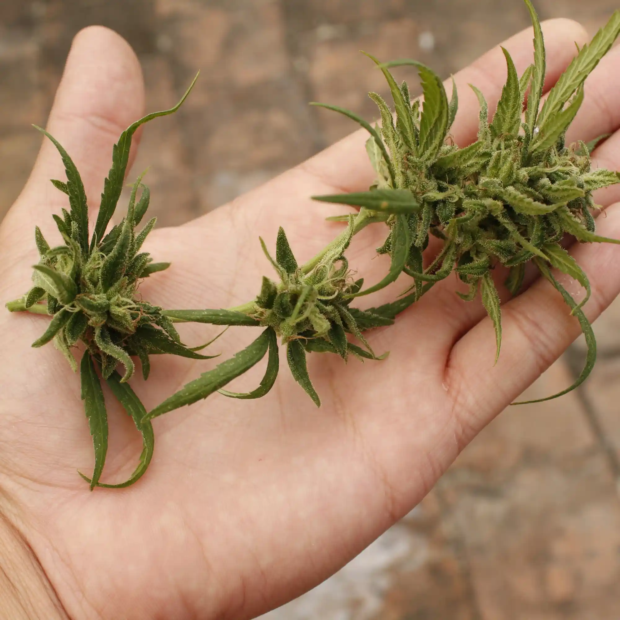 How is delta 8 THC made