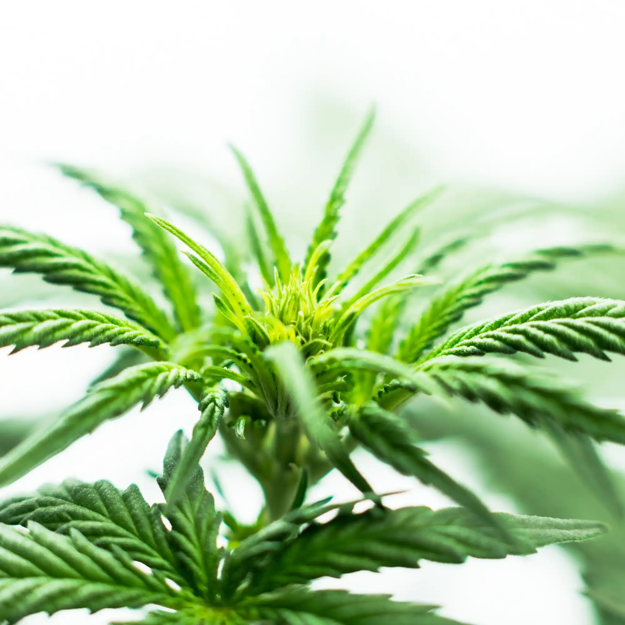 Delta 8 vs Delta 9 thc