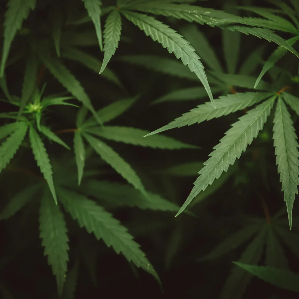 THC Gummies work faster on an empty or full stomach