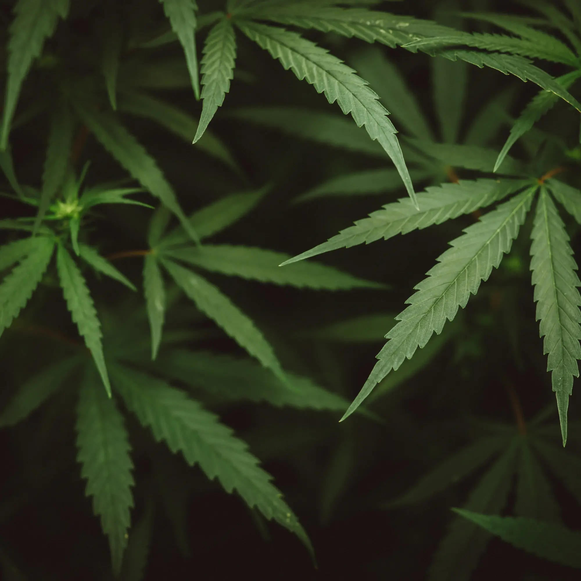 THC Gummies work faster on an empty or full stomach