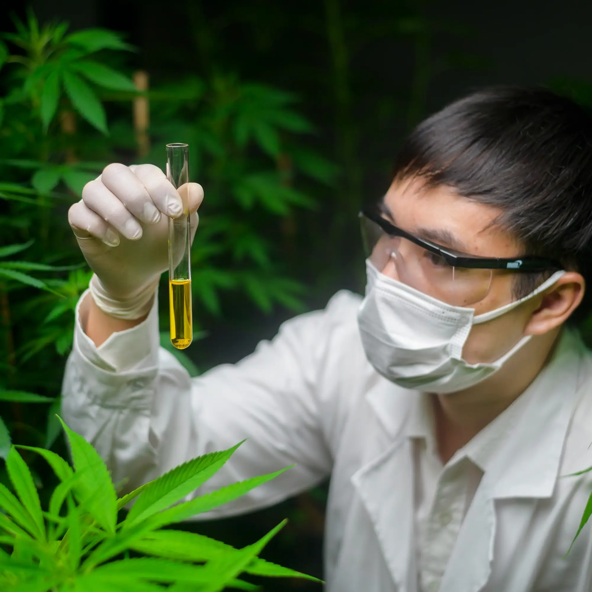 Delta-8 drug test loophole