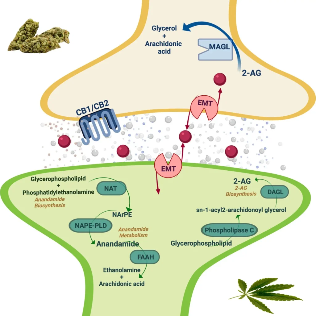 Endocannabinoid System Affects Addiction