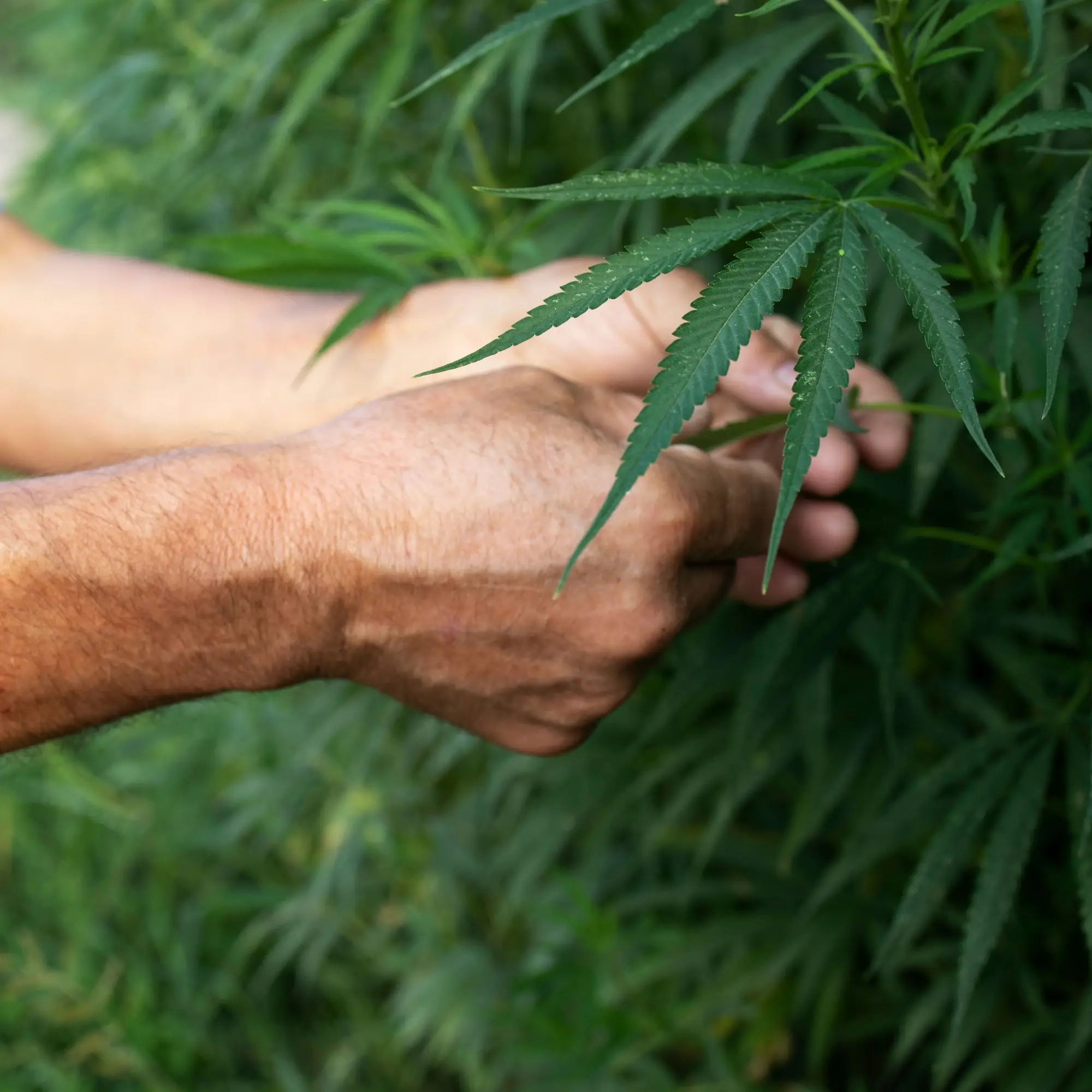 Future of Hemp Products in the U.S.