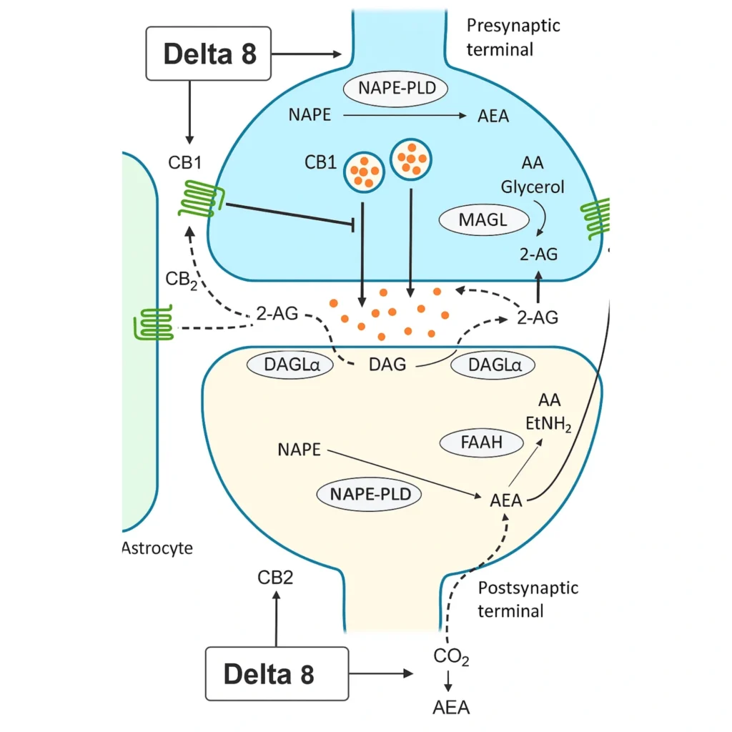 How Delta 8 Interacts with CB1 and CB2 Receptors